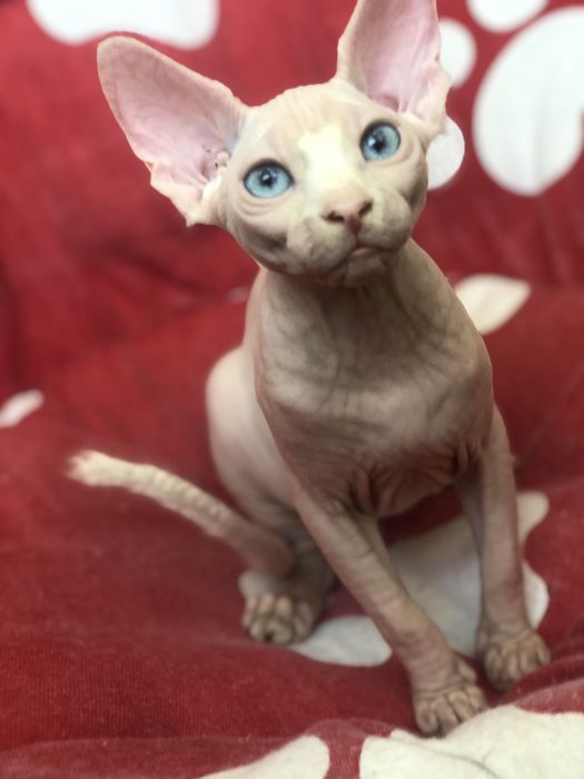 Сфинкс красотка !