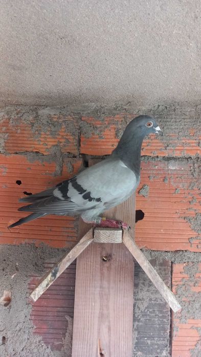 Tenho alguns borrachos de pombo-correio anilhados