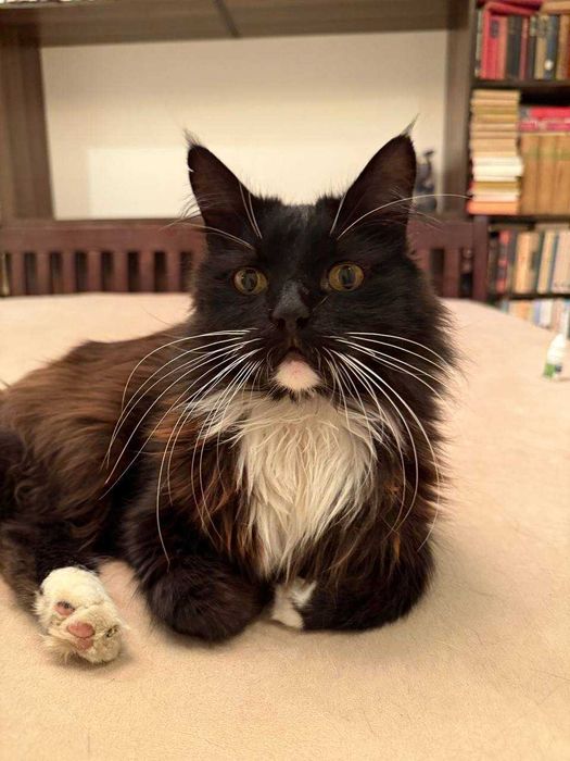 ніжний котик , лагідний кіт , пухнастий і цікавий