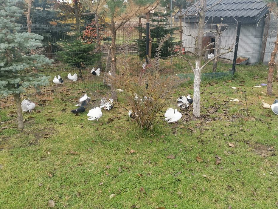 Oddam gołębie rasowe.