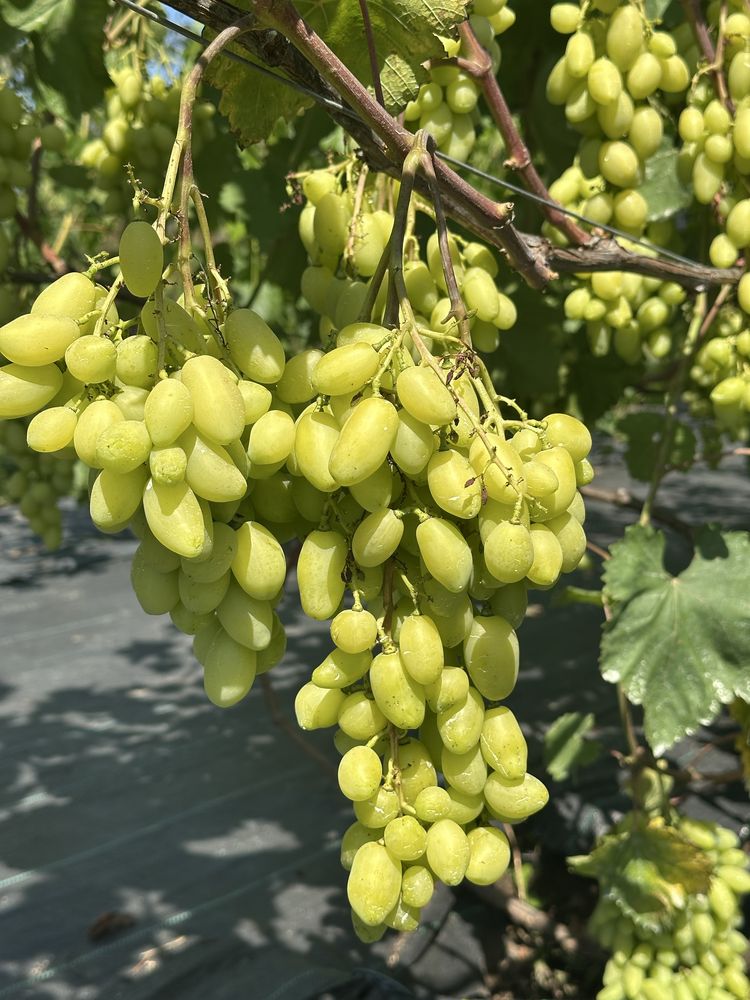 Продаємо виноград столових сортів