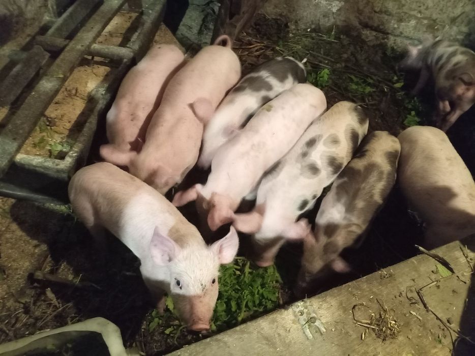 Поросята м'ясного напрямку