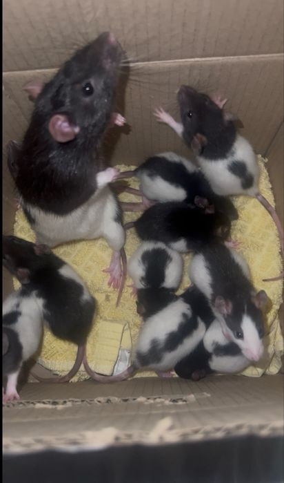 Віддам безкоштовно