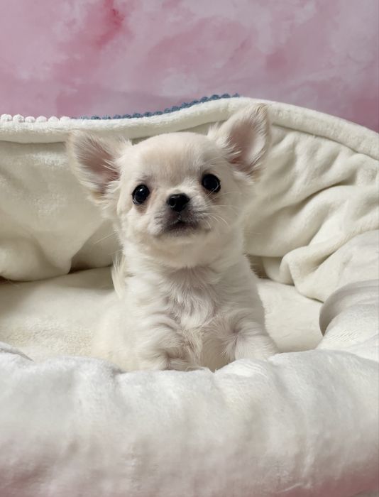 Chihuahua sunia długowłosa