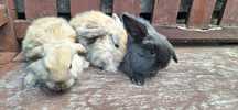 Króliki miniaturki mini lop