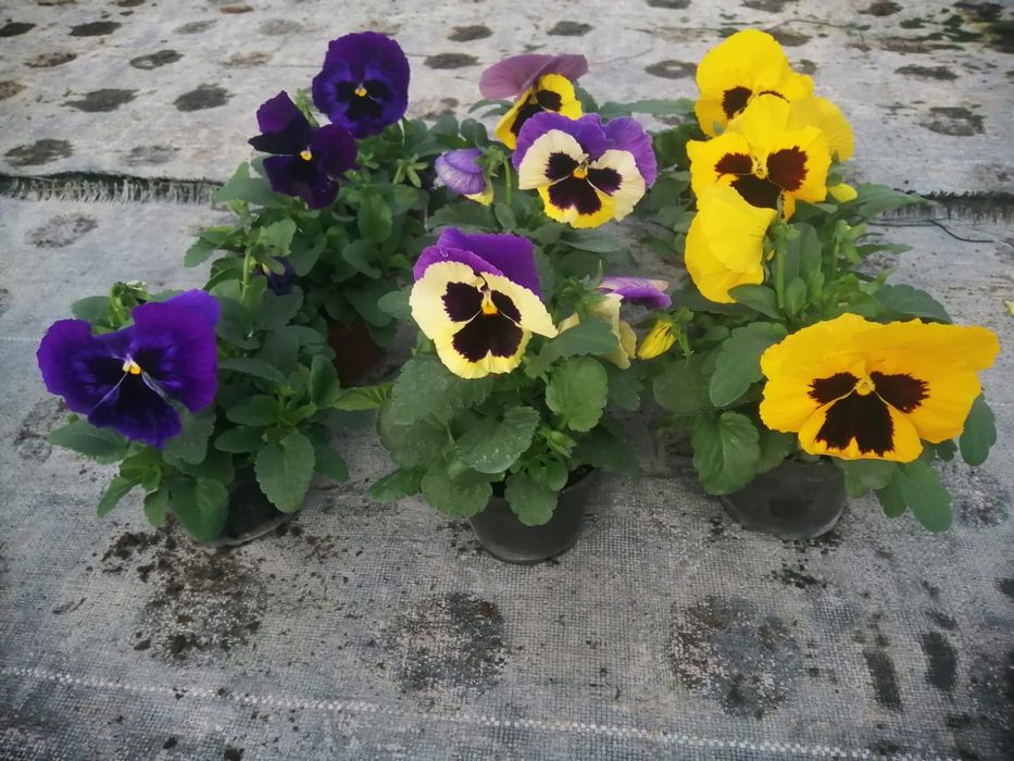 Bratki wielokwiatowe