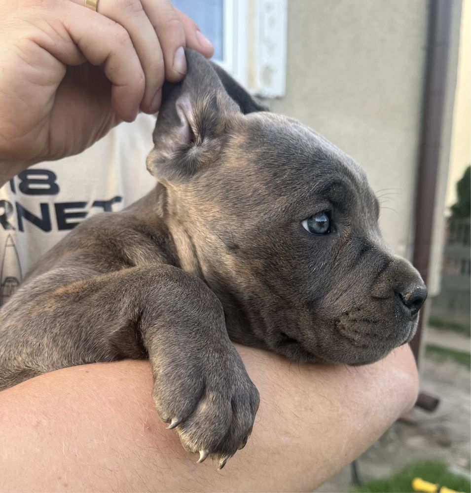 Cane Corso suczka