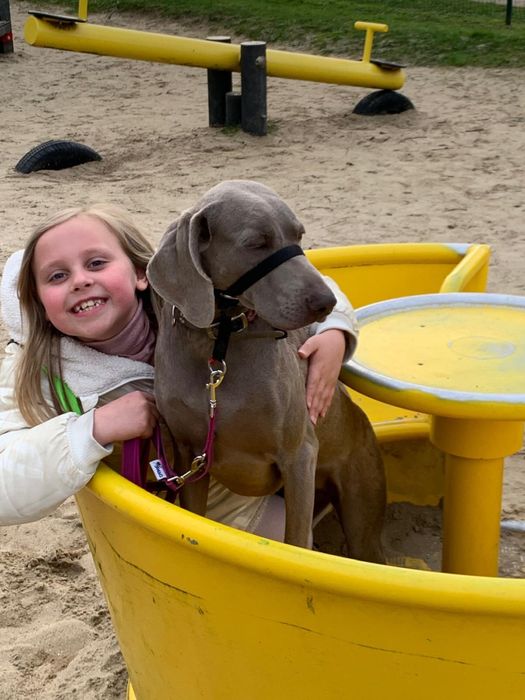 Wyżeł Weimarski Suka do Adopcji