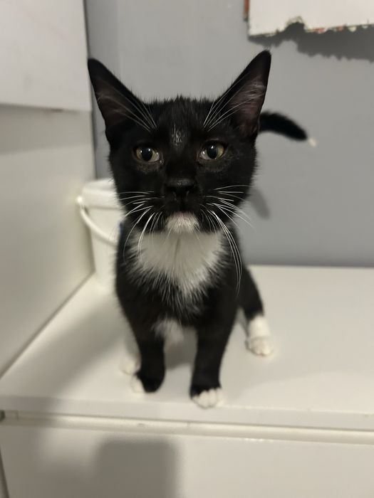 Kocurek Cyryl szuka domku