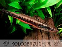 Szczupakogłów - Luciocephalus aura - dowóz, wysyłka