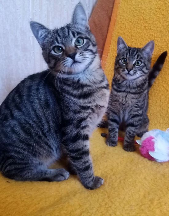 Полосатые котята мальчики табби ищут дом! Котенок в хорошие руки!