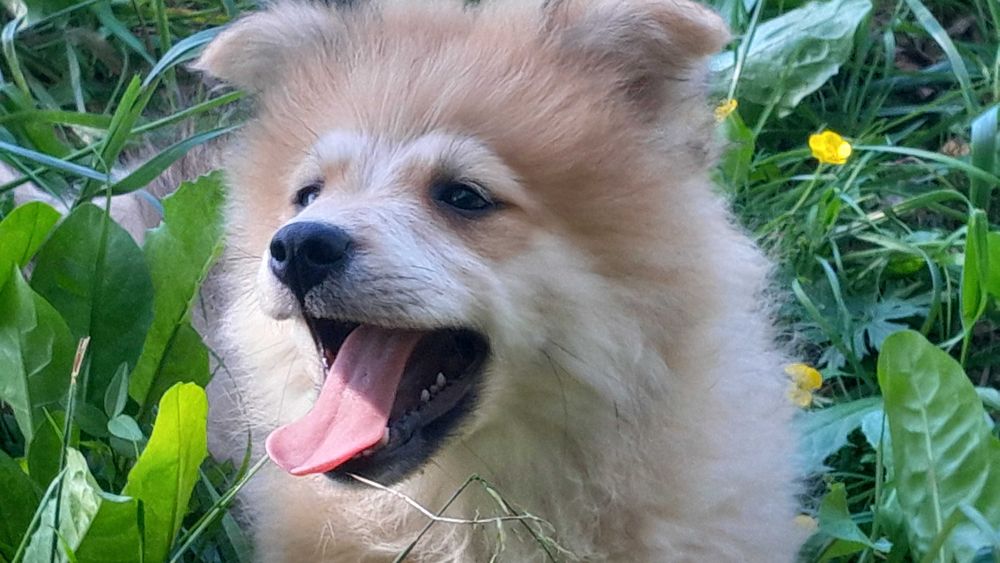 Szpic Średni piesek