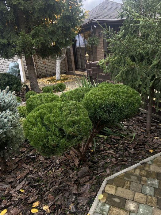 Стрижка плодовых,и декоративных растений