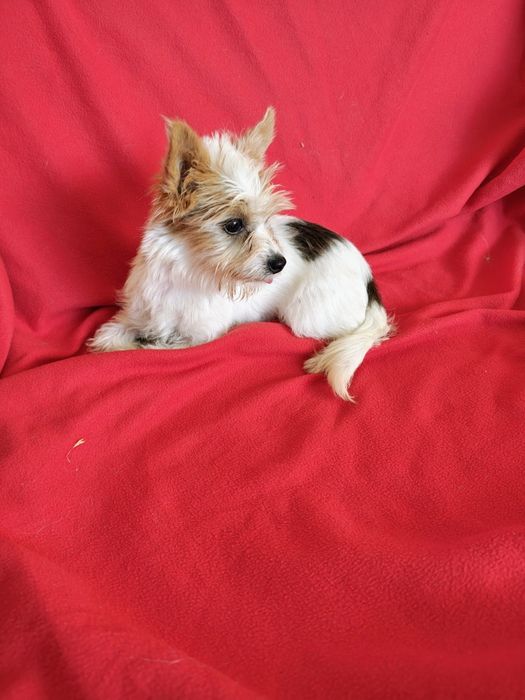 York szczeniak piesek mini