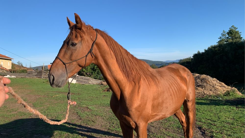 Vendo cavalo inteiro 9 anos