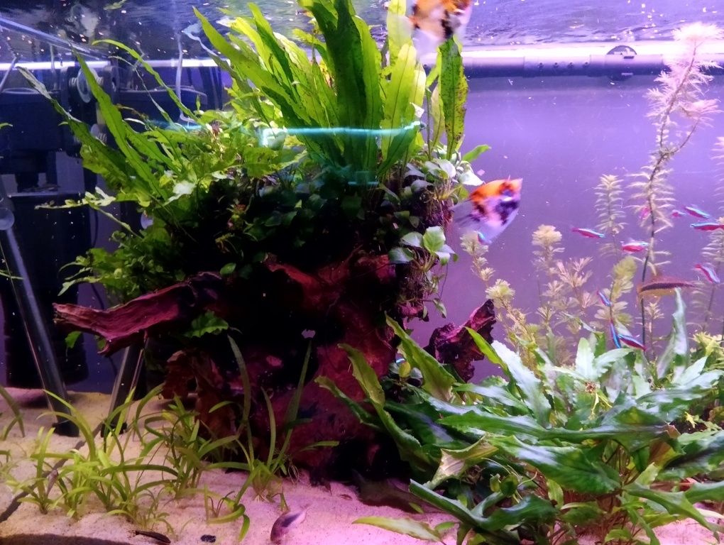 Akwarium 200l cały zestaw