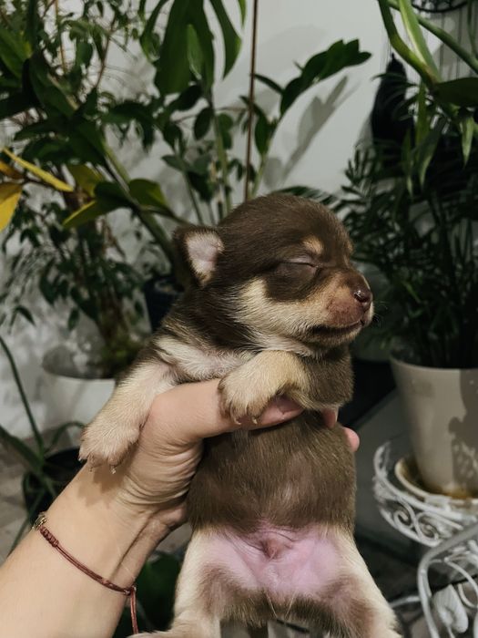 Chihuahua piesek krótkowłosy czekoladowy