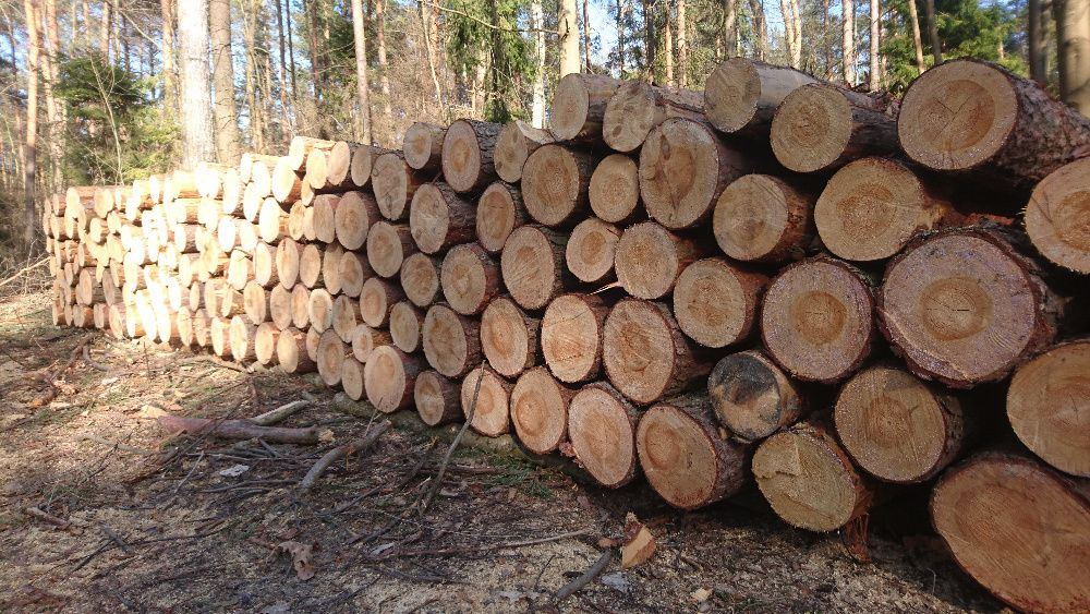 Drewno opałowe/Suche/Mieszane/Zrzyny/Transport