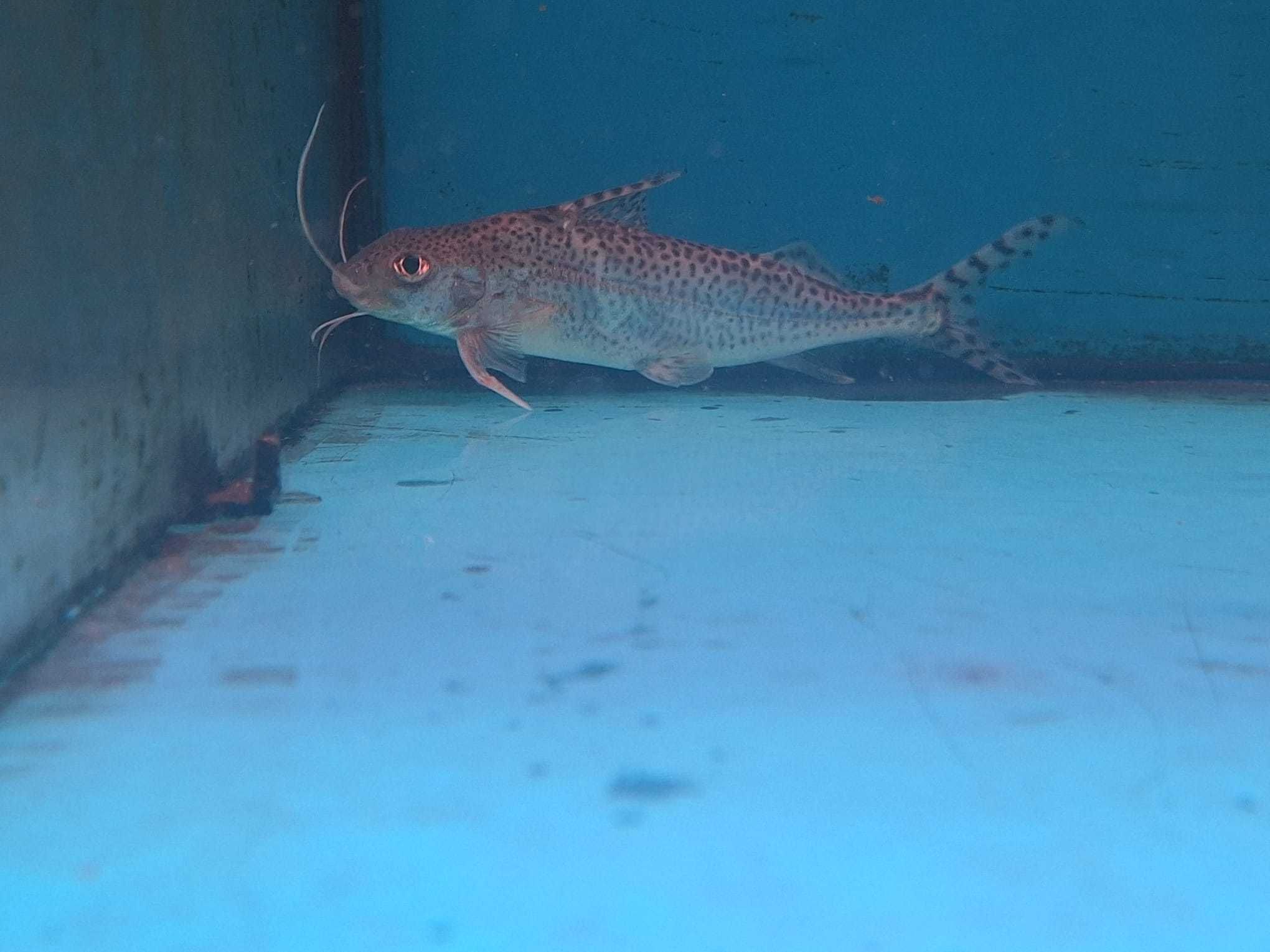 Pimelodus pictus