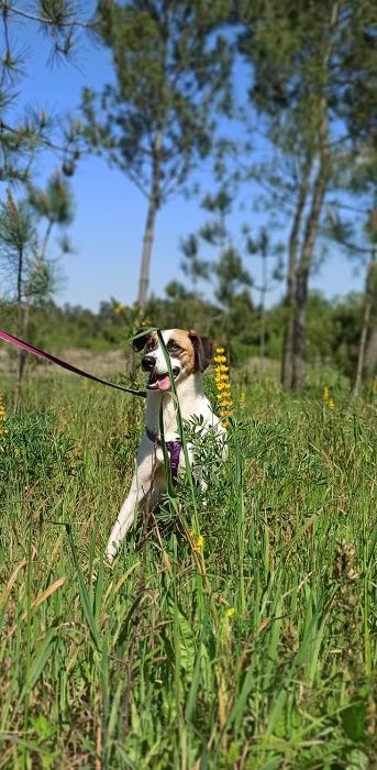 Cadela Porte Médio (20kg) Para Adoção (Flecha)