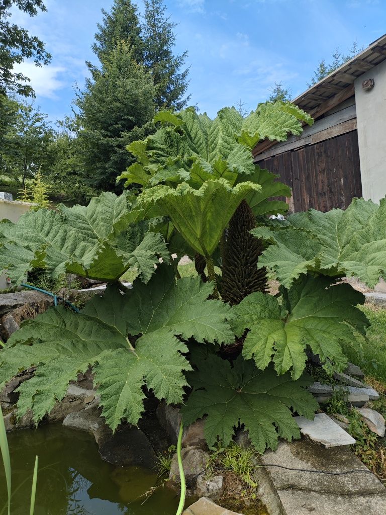 Gunnera olbrzymia z kolbą kwiatową