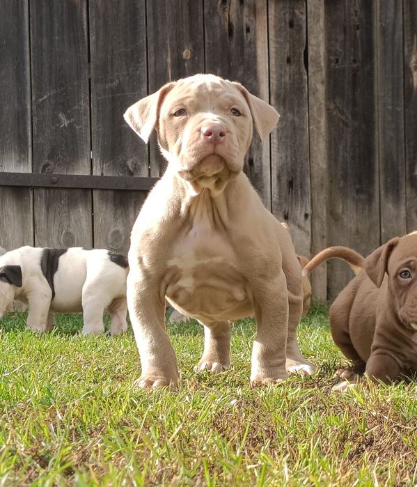 Szczeniaki bandog- cane corso dog argentyński mastino amstaff