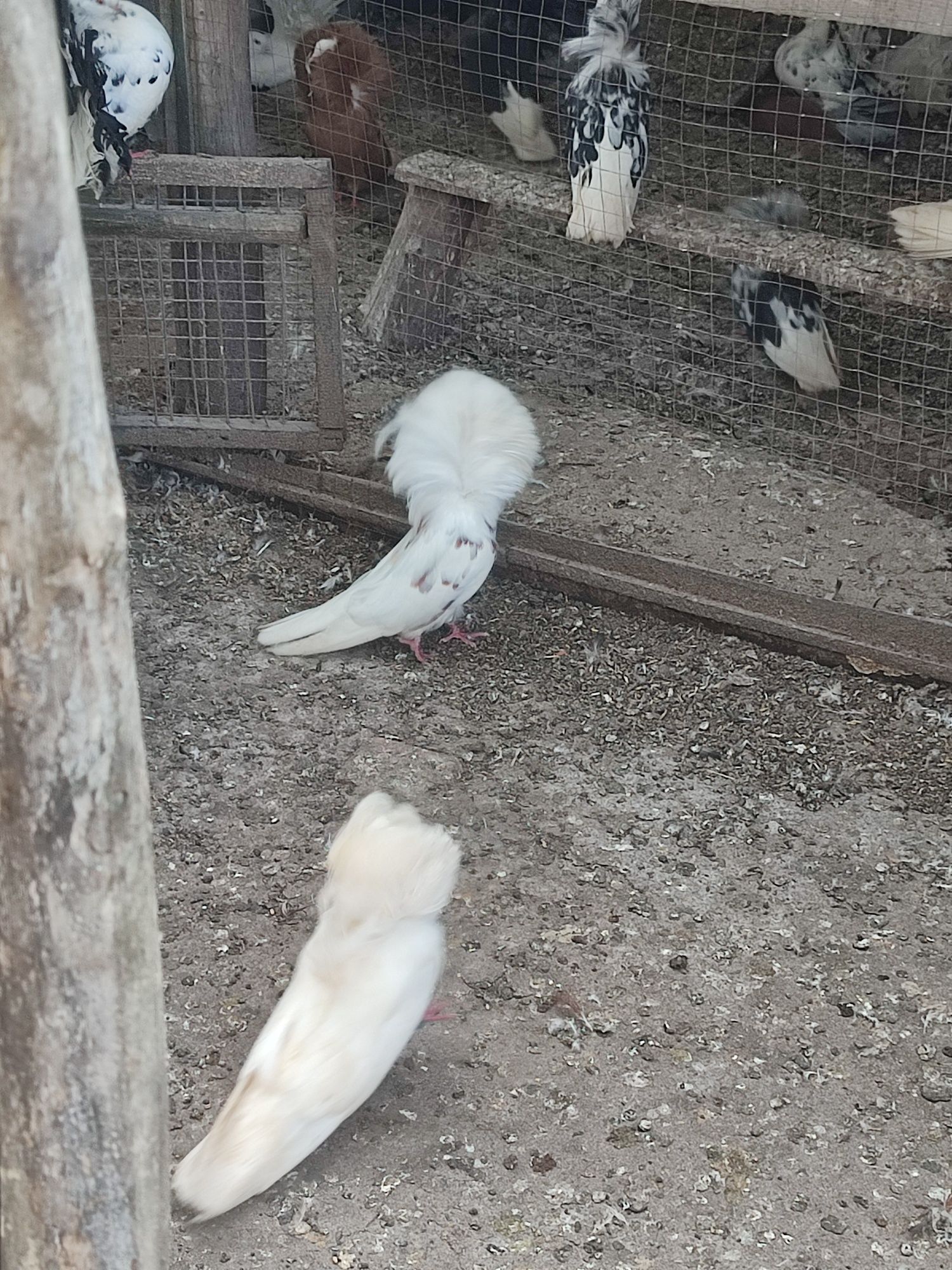 Продам голубів якобінів