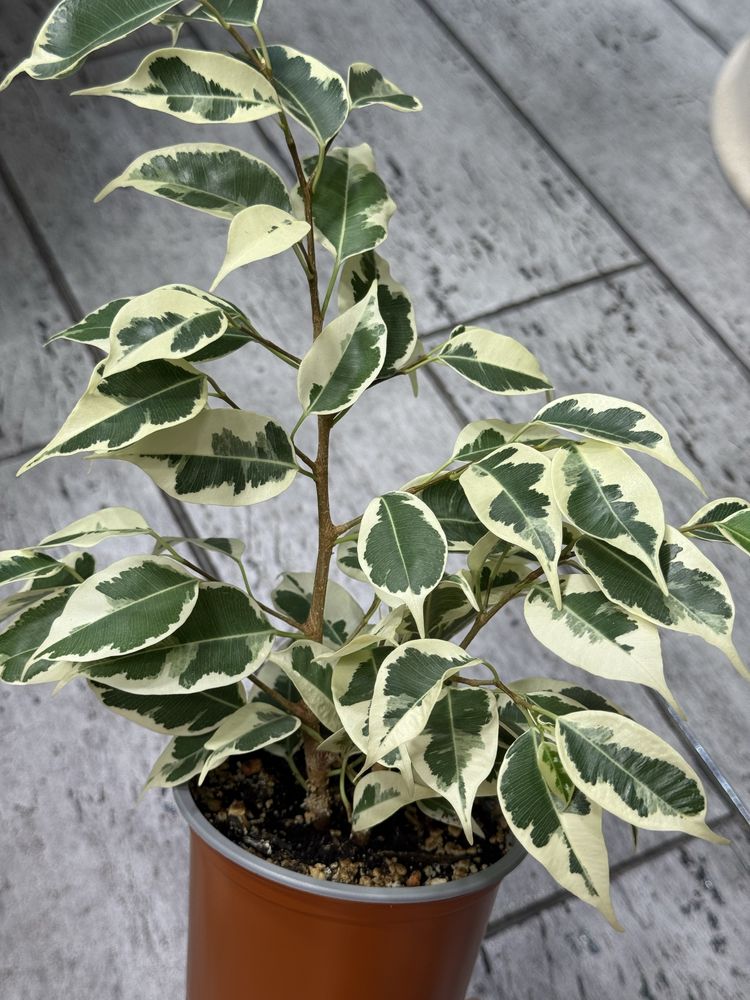 Фикус Суперба, Старлайт, cv. Green Islang variegated