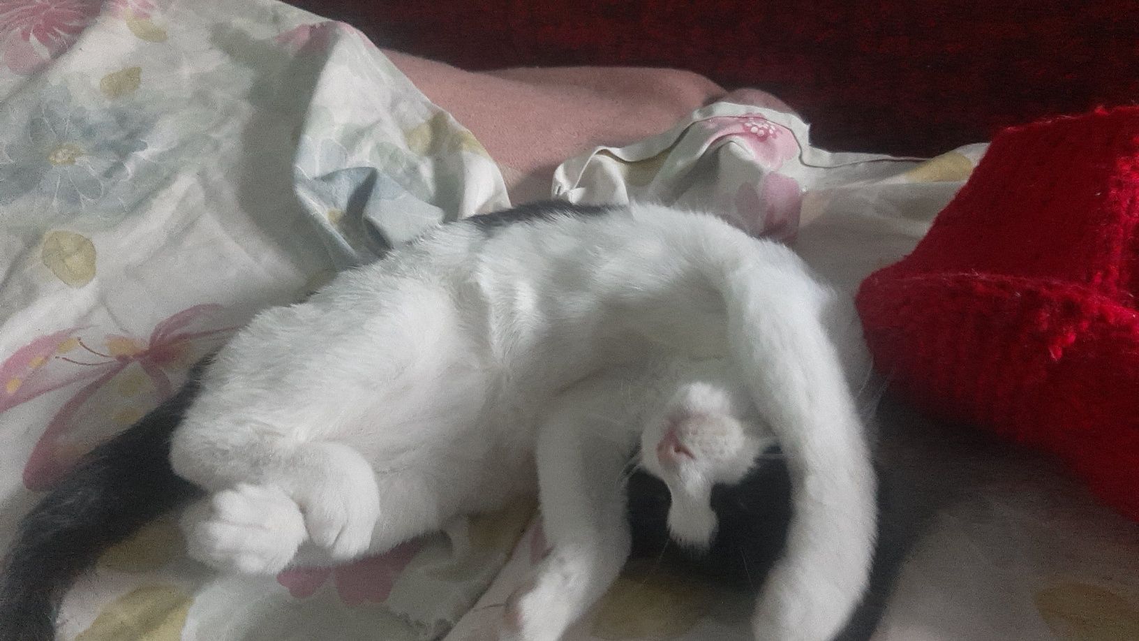 подарую котиків їдять