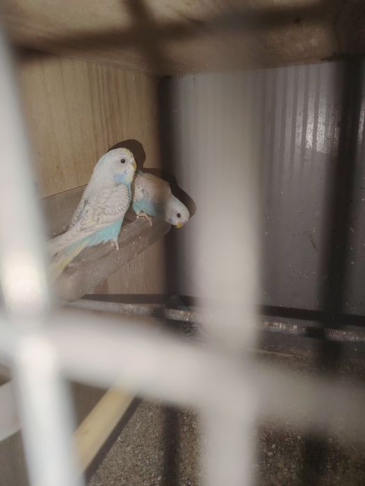 Periquitos para venda