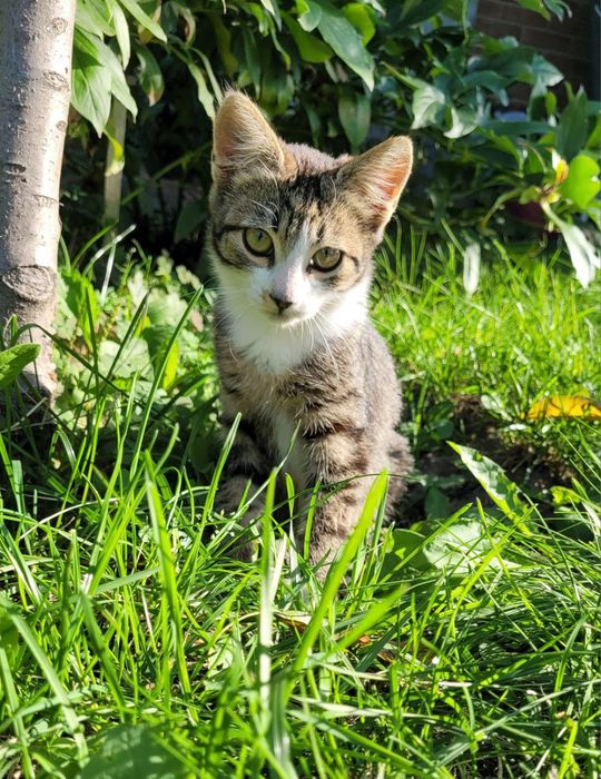 Кішка котенок дівчинка  кошеня