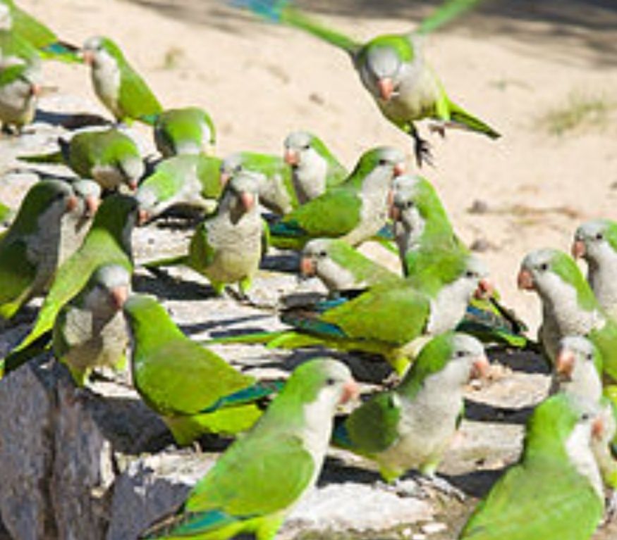Попугаи калита зелёные малыши возможна доставка