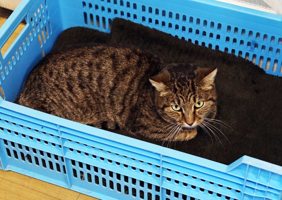 М"якенький смугастик, скромний котик Поль, кіт 1 рік