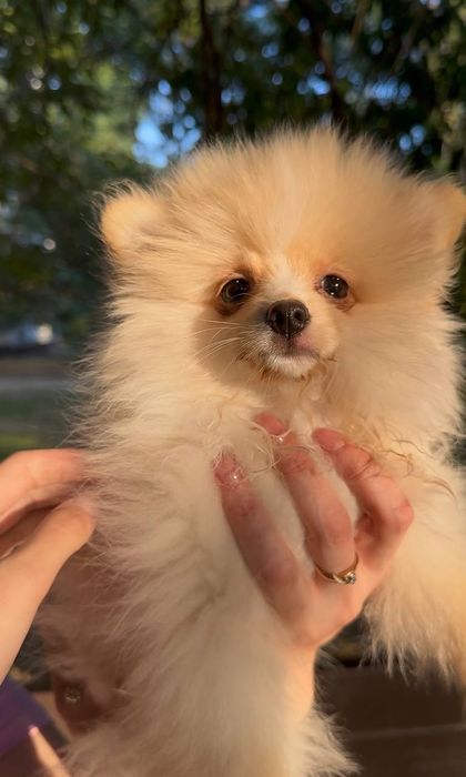 Щенки мини померанского щпица