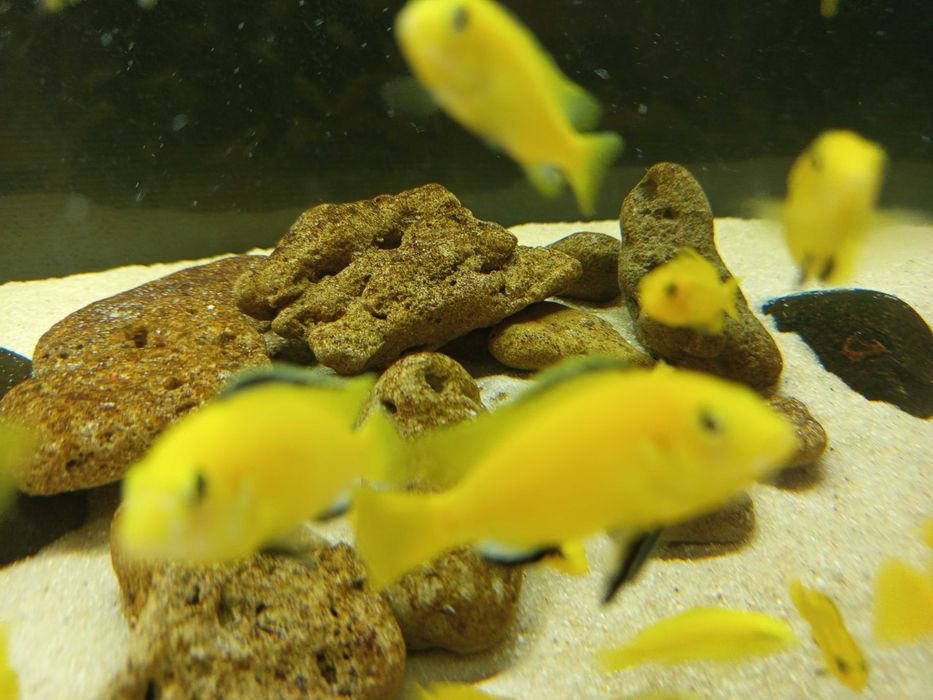 Machos de Ciclídeos Africanos Malawi - Labidochromis Caeruleus