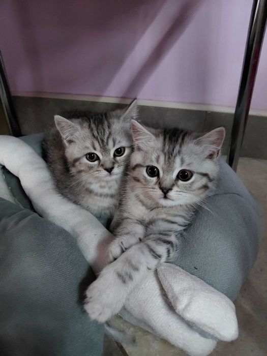 Шотландське кошеня