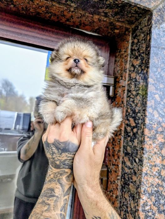 Шпіцульки продам.