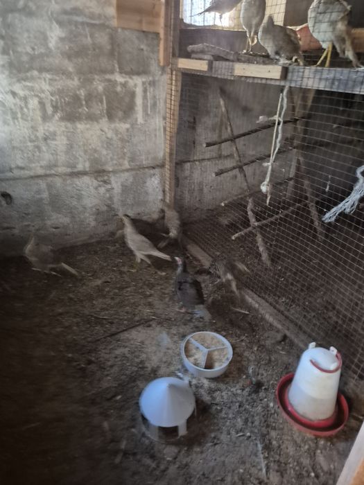 Młode bażanty z wiosny