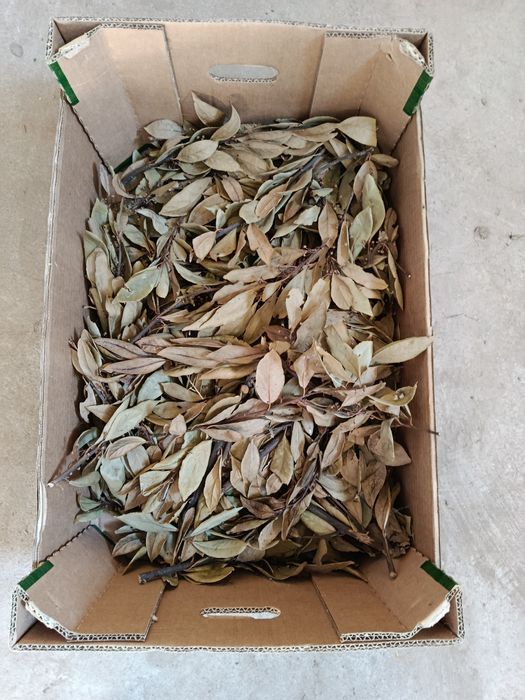 Louro de boa qualidades