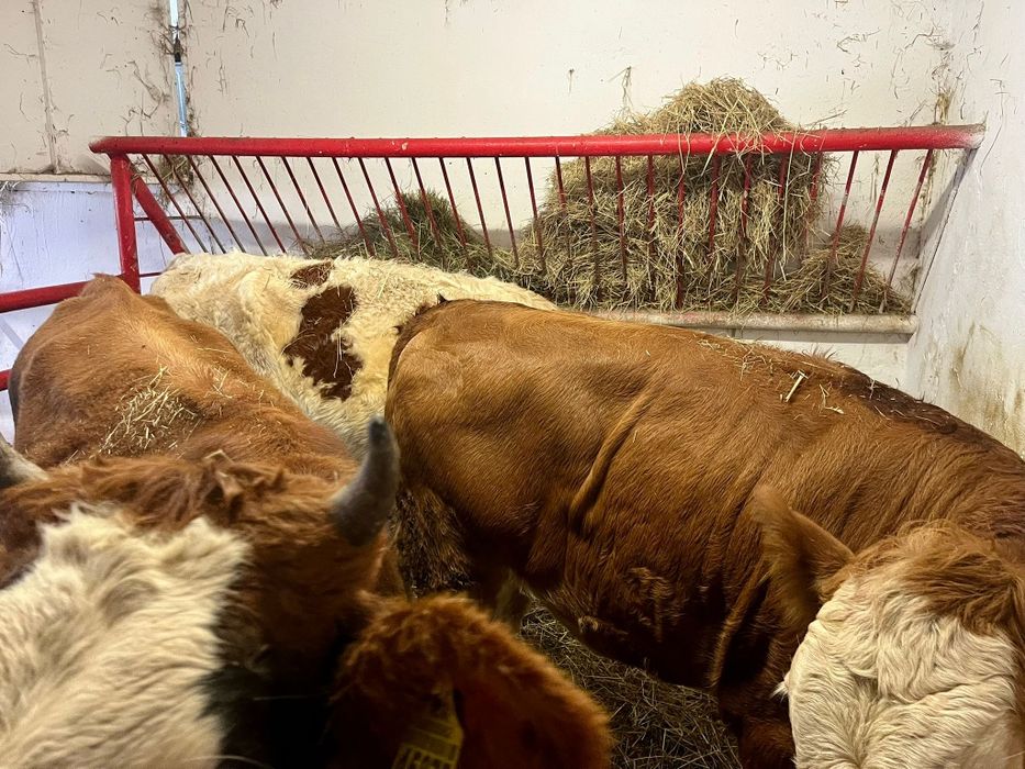 4 jałówki 2 byki Biała strefa