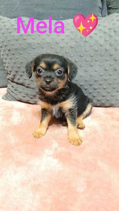 Melcia śliczny szczeniak do adopcji