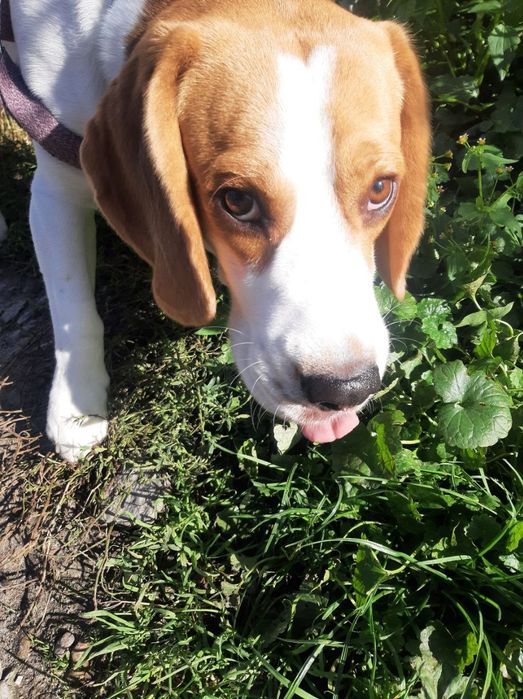 Шукає наречену хлопчик- біглік Бадді