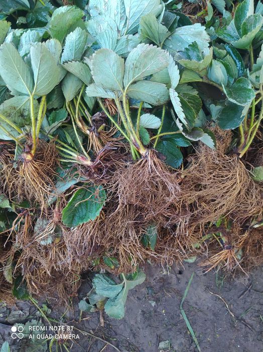 Sadzonki truskawek Haneoye