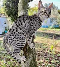 Gato exótico de raça Savannah
