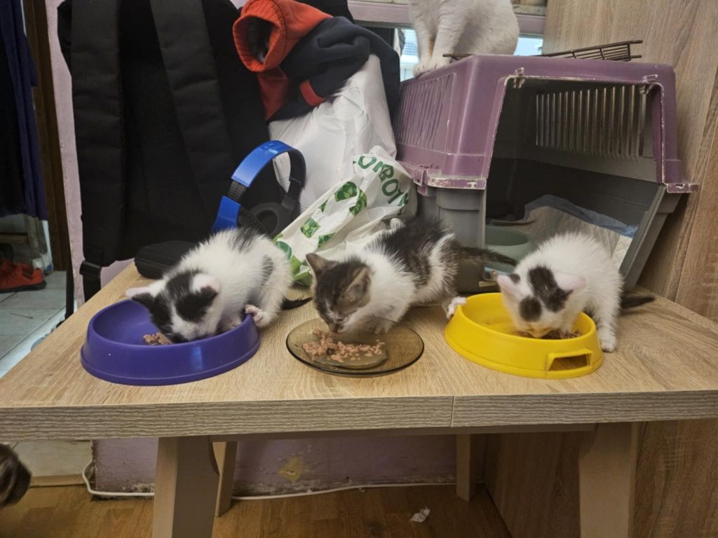 Kociaki. Słodkie chłopaki błagają o domy! Adopcja