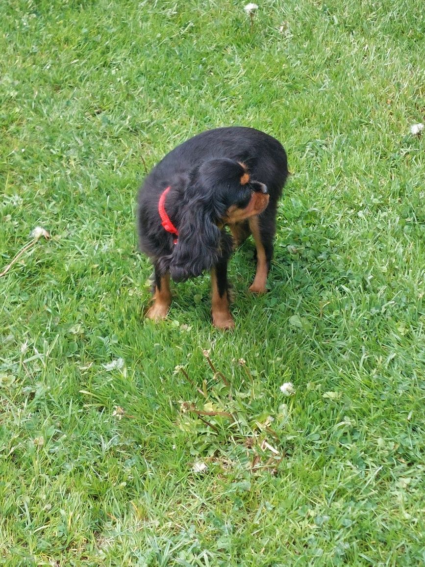 Cavalier King Charles spaniel suczka z rodowodem SWKIPR
