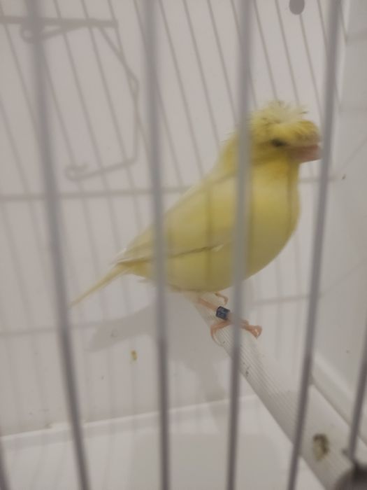 Koroniak niemiecki samiec i samica