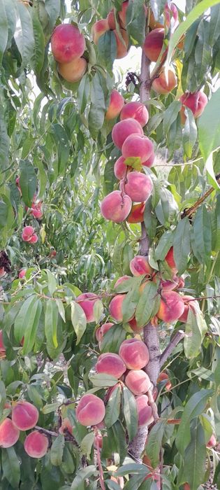 Саджанці плодових, щепи