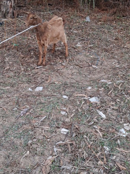 Cabras raça grande novas