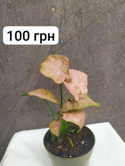 Сингоніум 'Neon Pink'